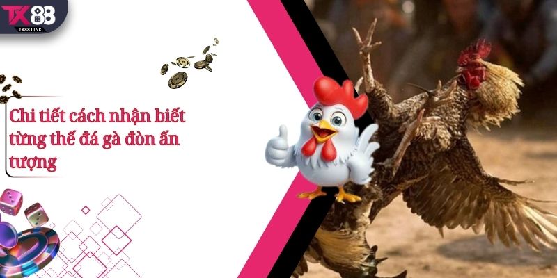 Chi tiết cách nhận biết từng thế đá gà đòn ấn tượng