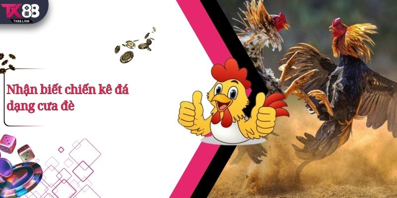 Nhận biết chiến kê đá dạng cưa đè